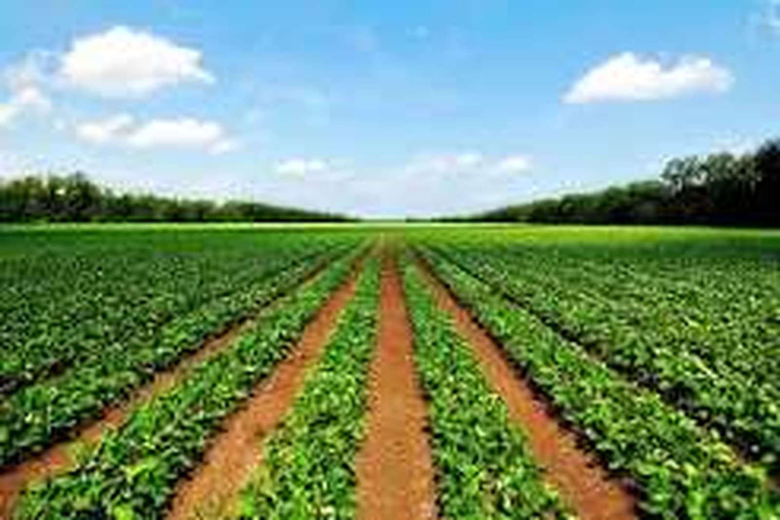 China Agreed to Buy More Soybeans. So Why Are American Farmers Still Going Bankrupt?